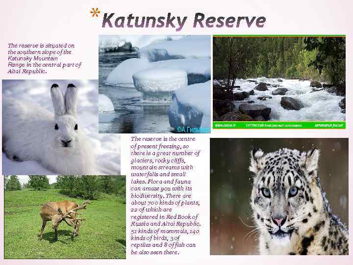 * The reserve is situated on the southern slope of the Katunsky Mountain Range