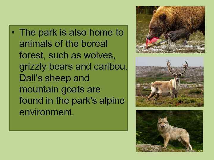  • The park is also home to animals of the boreal forest, such