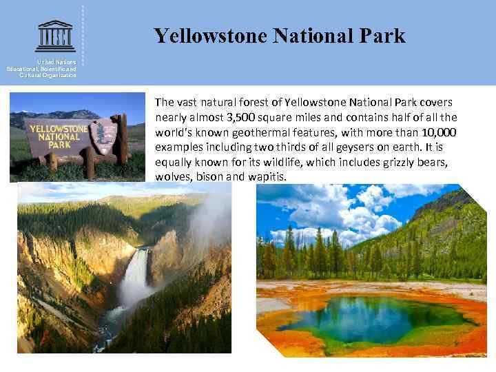 Yellowstone National Park United Nations Educational, Scientific and Cultural Organization The vast natural forest