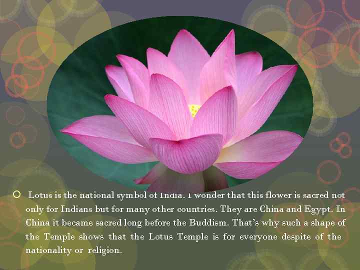  Lotus is the national symbol of India. I wonder that this flower is