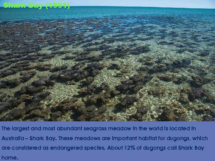 Shark Bay (1991) The largest and most abundant seagrass meadow in the world is