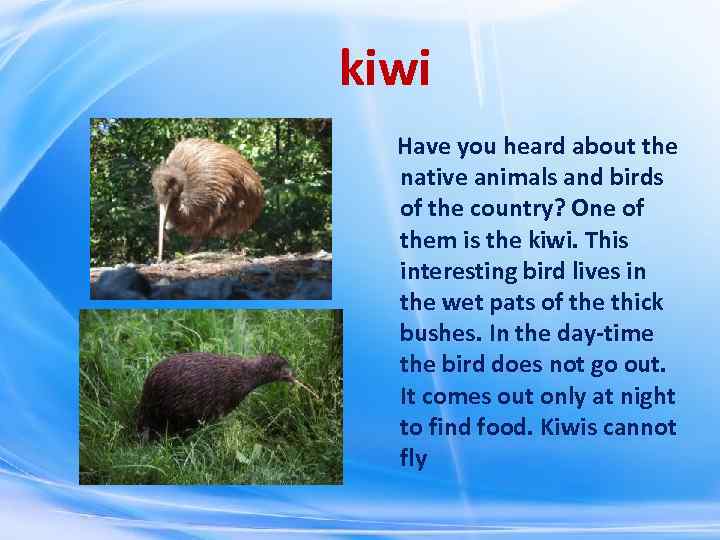 kiwi Have you heard about the native animals and birds of the country? One