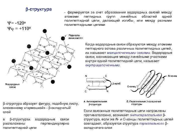 B структура