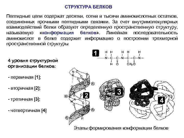 СТРУКТУРА БЕЛКОВ Пептидные цепи содержат десятки, сотни и тысячи аминокислотных остатков, соединенных прочными пептидными