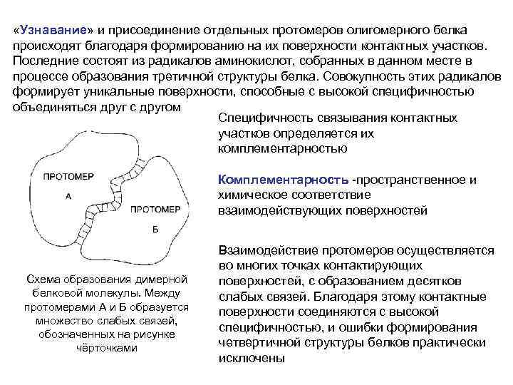  «Узнавание» и присоединение отдельных протомеров олигомерного белка происходят благодаря формированию на их поверхности