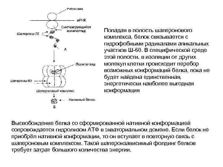 Попадая в полость шаперонового комплекса, белок связывается с гидрофобными радикалами апикальных участков Ш-60. В