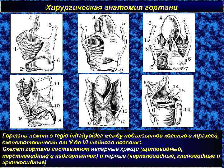Хирургическая анатомия гортани Гортань лежит в regio infrahyoidea между подъязычной костью и трахеей, скелетотопически