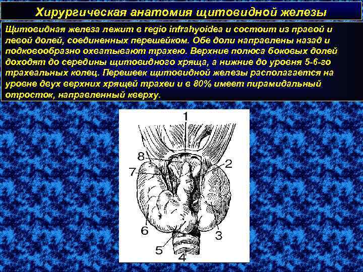 Хирургическая анатомия щитовидной железы Щитовидная железа лежит в regio infrahyoidea и состоит из правой