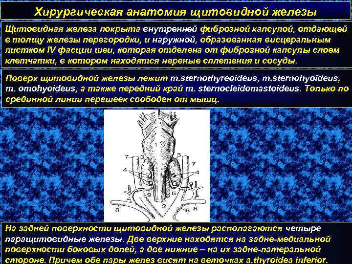 Хирургическая анатомия щитовидной железы Щитовидная железа покрыта внутренней фиброзной капсулой, отдающей в толщу железы