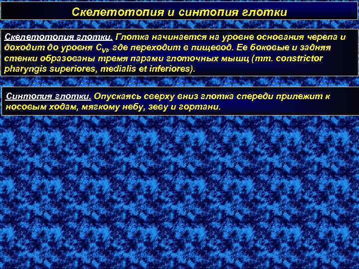 Скелетотопия и синтопия глотки Скелетотопия глотки. Глотка начинается на уровне основания черепа и доходит