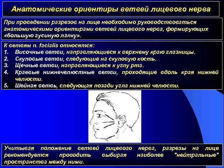 Анатомические ориентиры ветвей лицевого нерва При проведении разрезов на лице необходимо руководствоваться анатомическими ориентирами