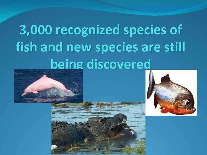 3, 000 recognized species of fish and new species are still being discovered 