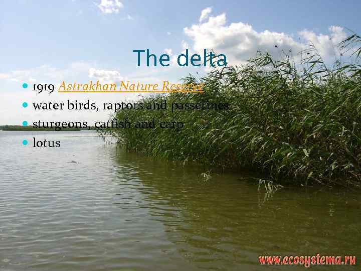 The delta 1919 Astrakhan Nature Reserve water birds, raptors and passerines sturgeons, catfish and