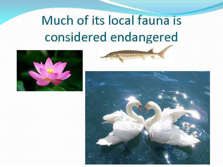 Much of its local fauna is considered endangered 