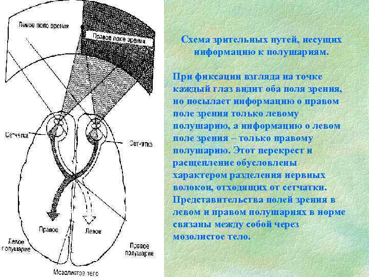 Схема зрительных путей, несущих информацию к полушариям. При фиксации взгляда на точке каждый глаз