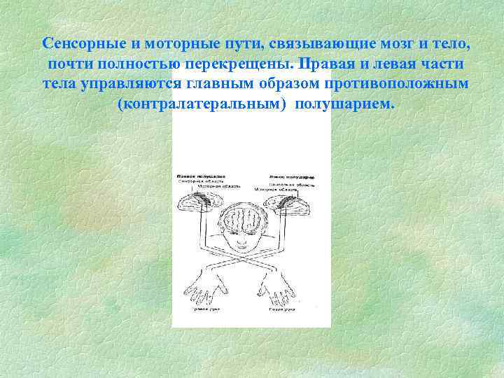 Сенсорные и моторные пути, связывающие мозг и тело, почти полностью перекрещены. Правая и левая