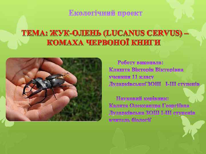 Екологічний проект ТЕМА: ЖУК-ОЛЕНЬ (LUCANUS CERVUS) – КОМАХА ЧЕРВОНОЇ КНИГИ 