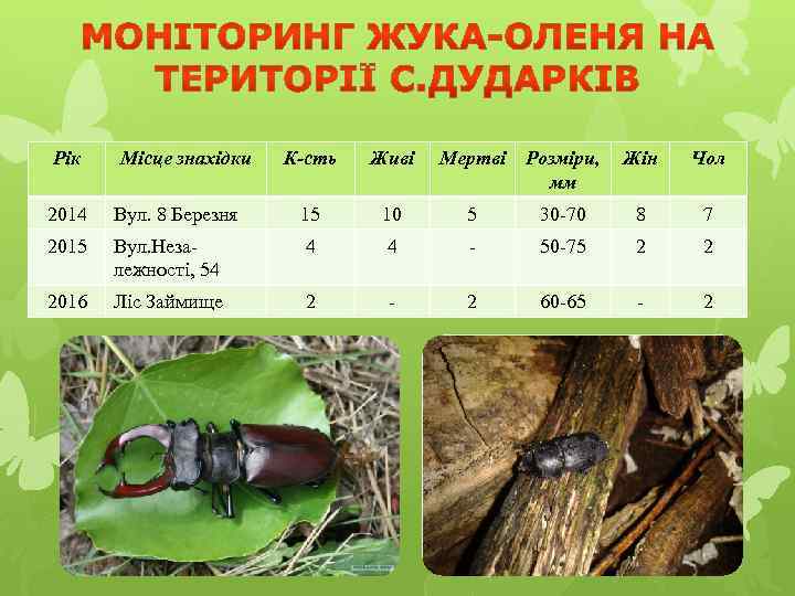 Рік Місце знахідки К-сть Живі Мертві Розміри, мм Жін Чол 2014 Вул. 8 Березня