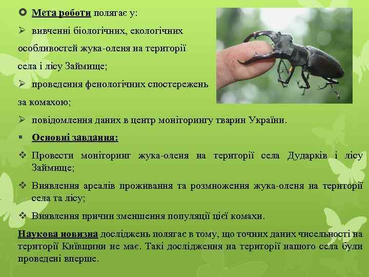 Жук олень неполное превращение