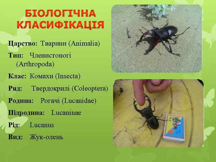 Царство: Тварини (Animalia) Тип: Членистоногі (Arthropoda) Клас: Комахи (Insecta) Ряд: Твердокрилі (Coleoptera) Родина: Рогачі