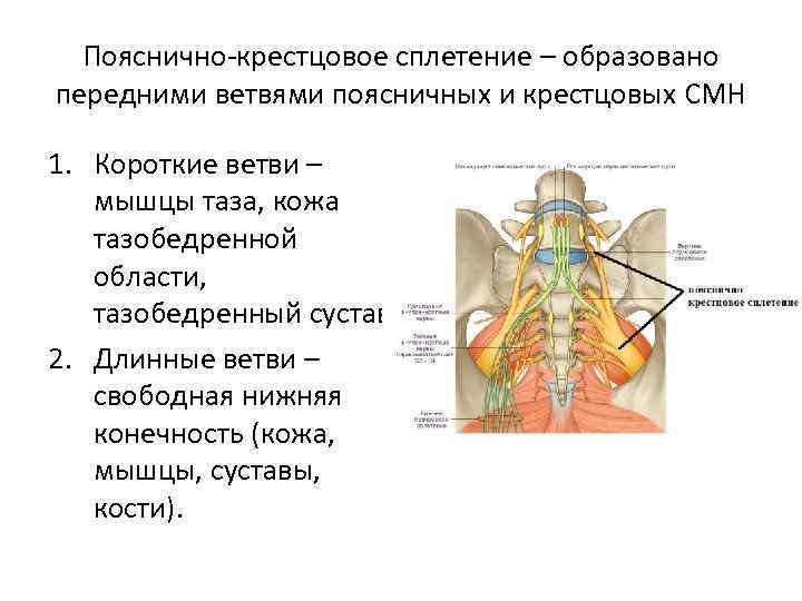 Пояснично-крестцовое сплетение – образовано передними ветвями поясничных и крестцовых СМН 1. Короткие ветви –
