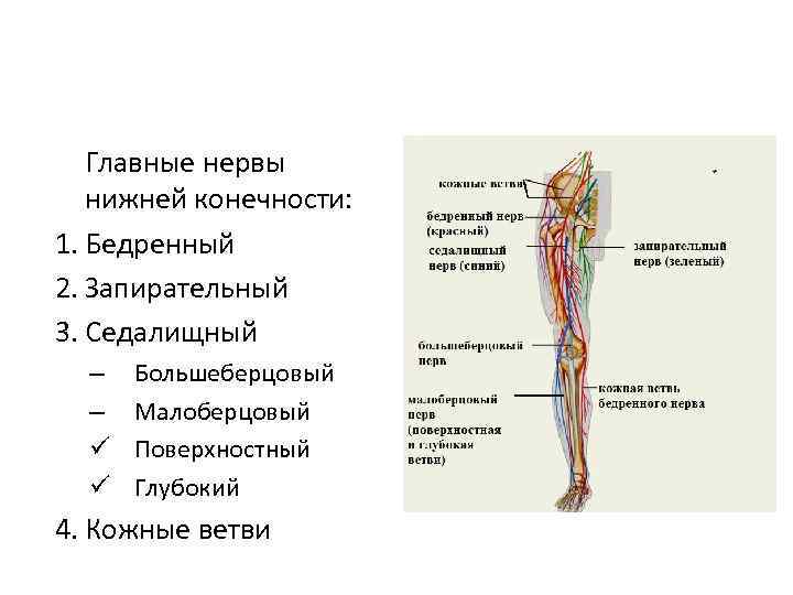 Сенсорный нерв нижних конечностей