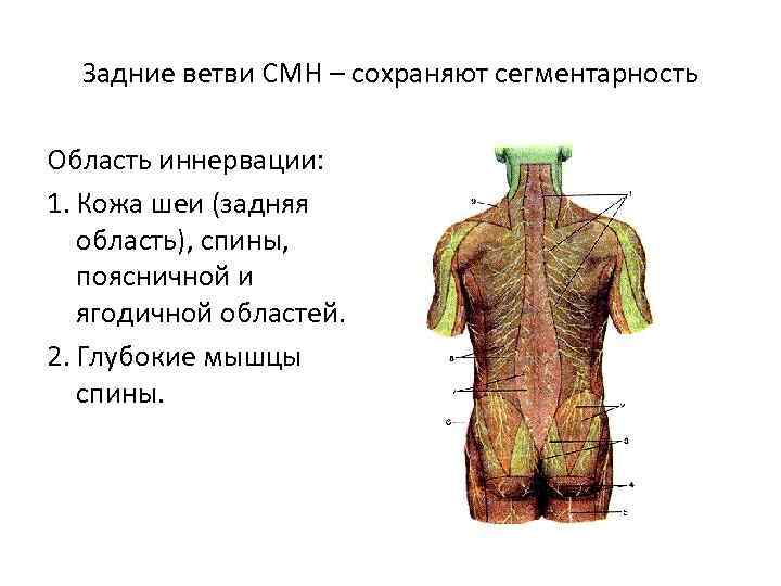 Задние ветви СМН – сохраняют сегментарность Область иннервации: 1. Кожа шеи (задняя область), спины,