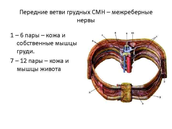 Передние ветви грудных СМН – межреберные нервы 1 – 6 пары – кожа и