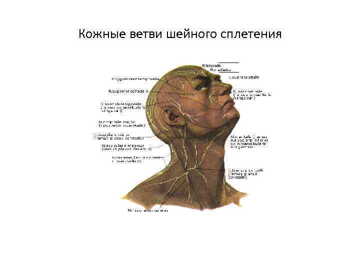 Кожные ветви шейного сплетения 