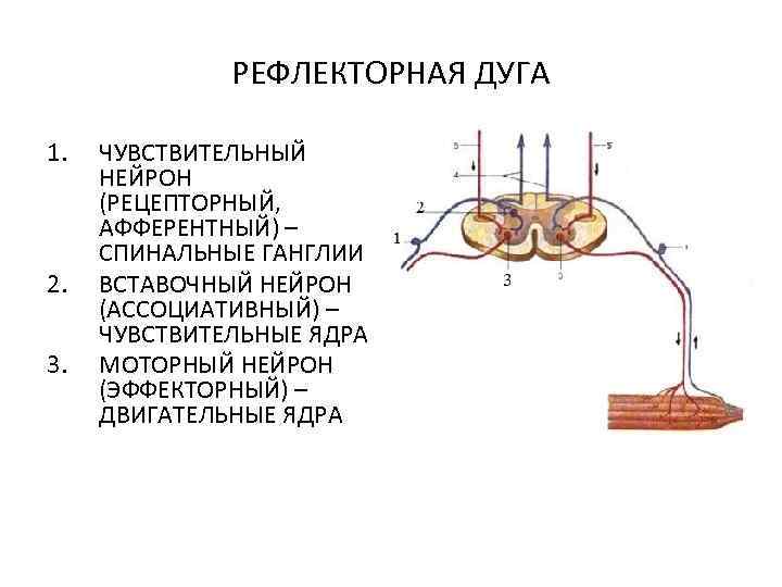 Что отсутствует в изображенной схеме рефлекторной дуги 1 вставочный нейрон 2 чувствительный нейрон