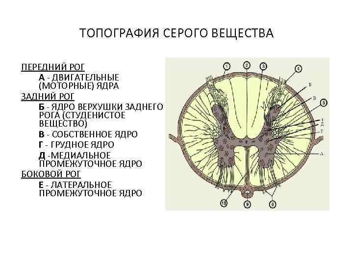 ТОПОГРАФИЯ СЕРОГО ВЕЩЕСТВА ПЕРЕДНИЙ РОГ А - ДВИГАТЕЛЬНЫЕ (МОТОРНЫЕ) ЯДРА ЗАДНИЙ РОГ Б -