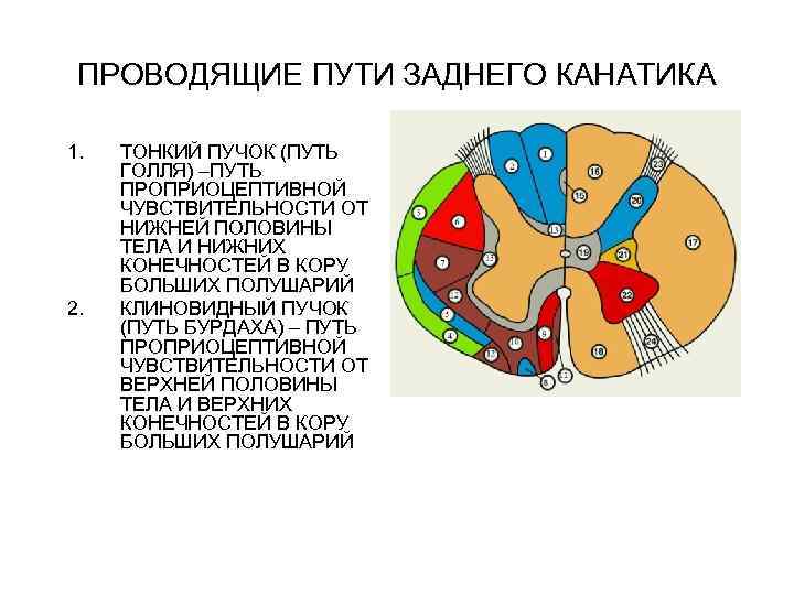 ПРОВОДЯЩИЕ ПУТИ ЗАДНЕГО КАНАТИКА 1. 2. ТОНКИЙ ПУЧОК (ПУТЬ ГОЛЛЯ) –ПУТЬ ПРОПРИОЦЕПТИВНОЙ ЧУВСТВИТЕЛЬНОСТИ ОТ