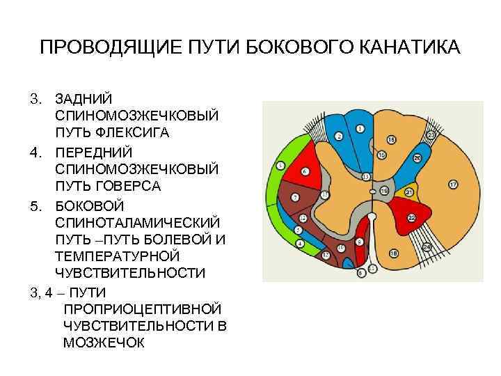 Какие проводящие пути. Боковые канатики спинного мозга проводящие пути. Проводящие пути боковых каналов спинного мозга. Проводящие пути заднего канатика спинного мозга. Проводящие пути канатиков спинного мозга.