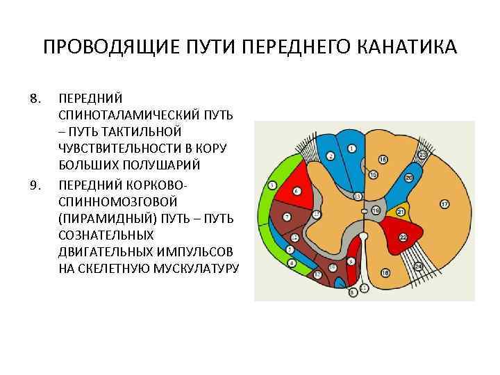 ПРОВОДЯЩИЕ ПУТИ ПЕРЕДНЕГО КАНАТИКА 8. 9. ПЕРЕДНИЙ СПИНОТАЛАМИЧЕСКИЙ ПУТЬ – ПУТЬ ТАКТИЛЬНОЙ ЧУВСТВИТЕЛЬНОСТИ В