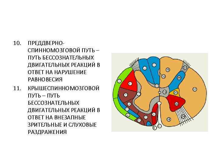 10. 11. ПРЕДДВЕРНОСПИННОМОЗГОВОЙ ПУТЬ – ПУТЬ БЕССОЗНАТЕЛЬНЫХ ДВИГАТЕЛЬНЫХ РЕАКЦИЙ В ОТВЕТ НА НАРУШЕНИЕ РАВНОВЕСИЯ