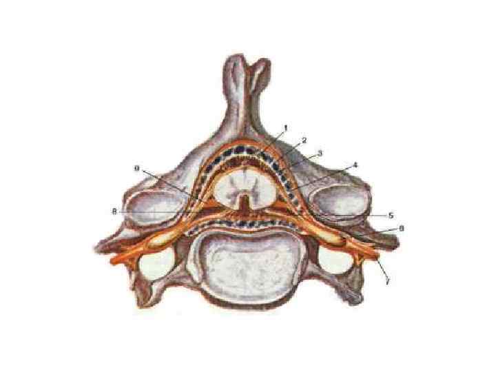 Спинальный ганглий рисунок