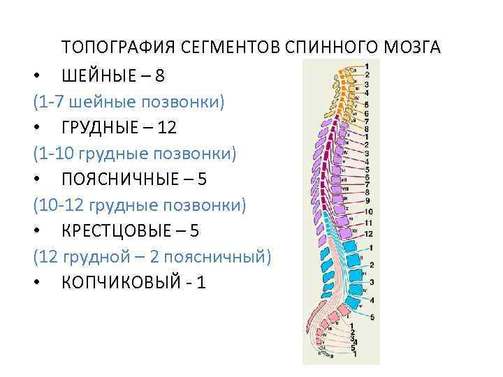 Позвоночный сегмент. Скелетотопия сегментов спинного мозга. Топография наружного строения спинного мозга. Сегменты s1 s2 спинного мозга. Сегменты спинного мозга их топография.