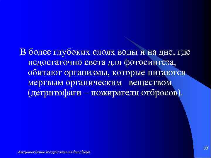 В более глубоких слоях воды и на дне, где недостаточно света для фотосинтеза, обитают