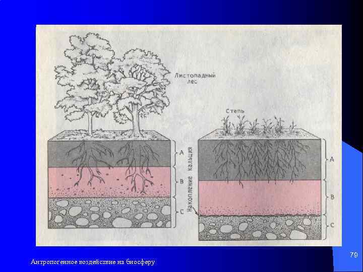 Антропогенное воздействие на биосферу 79 