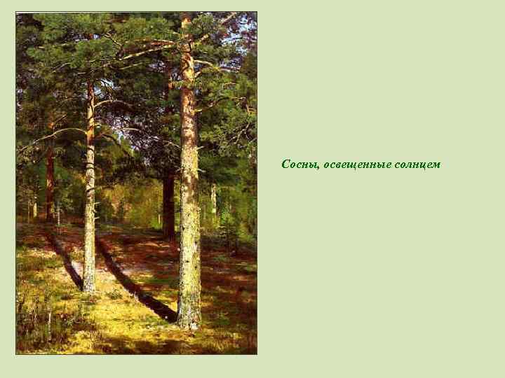 Сосны, освещенные солнцем 
