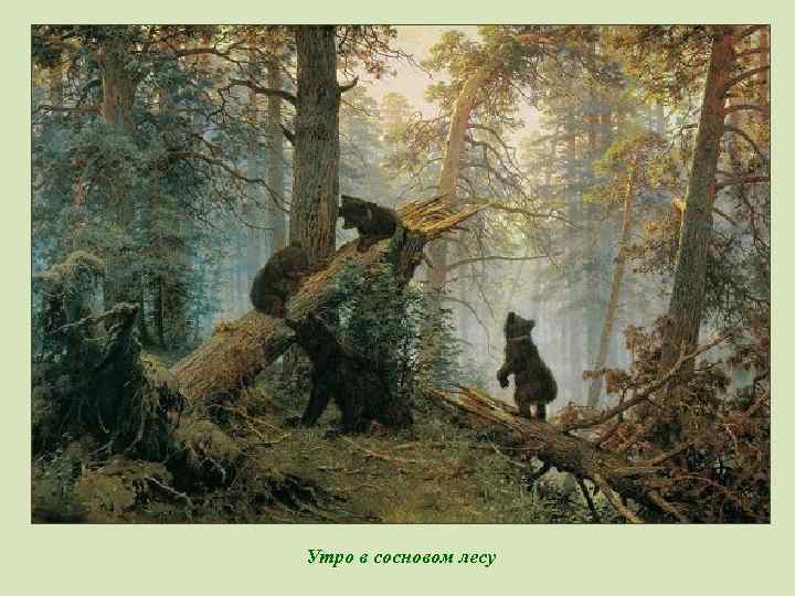 Утро в сосновом лесу 