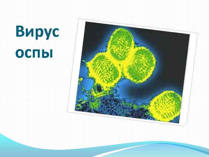 Вирус оспы 