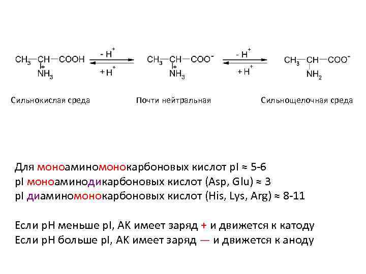 Сильнокислая среда Почти нейтральная Сильнощелочная среда Для моноаминомонокарбоновых кислот p. I ≈ 5 -6