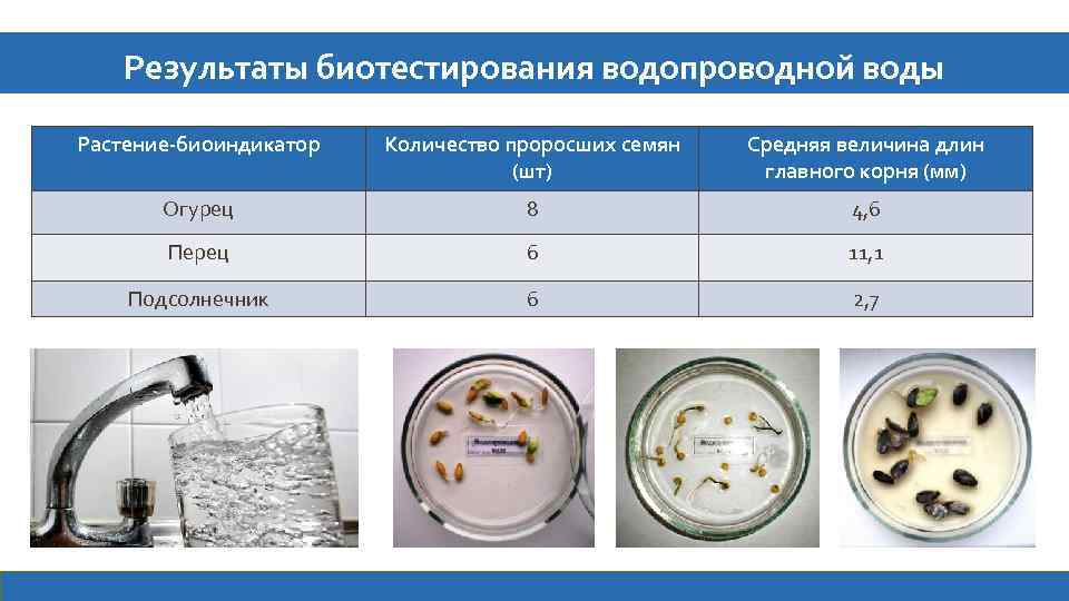 Результаты биотестирования водопроводной воды Растение-биоиндикатор Количество проросших семян (шт) Средняя величина длин главного корня