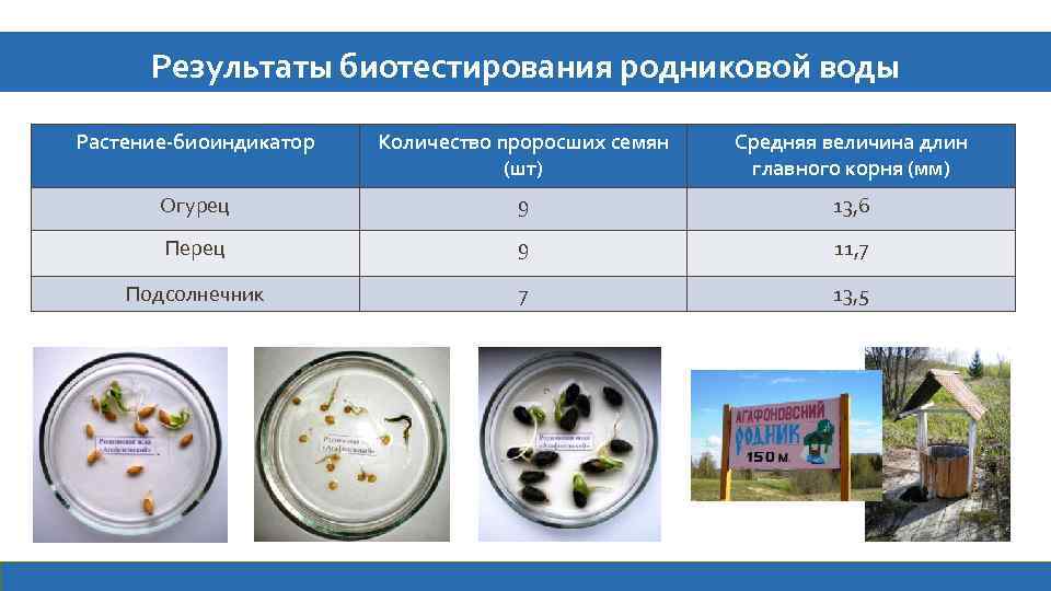 Результаты биотестирования родниковой воды Растение-биоиндикатор Количество проросших семян (шт) Средняя величина длин главного корня
