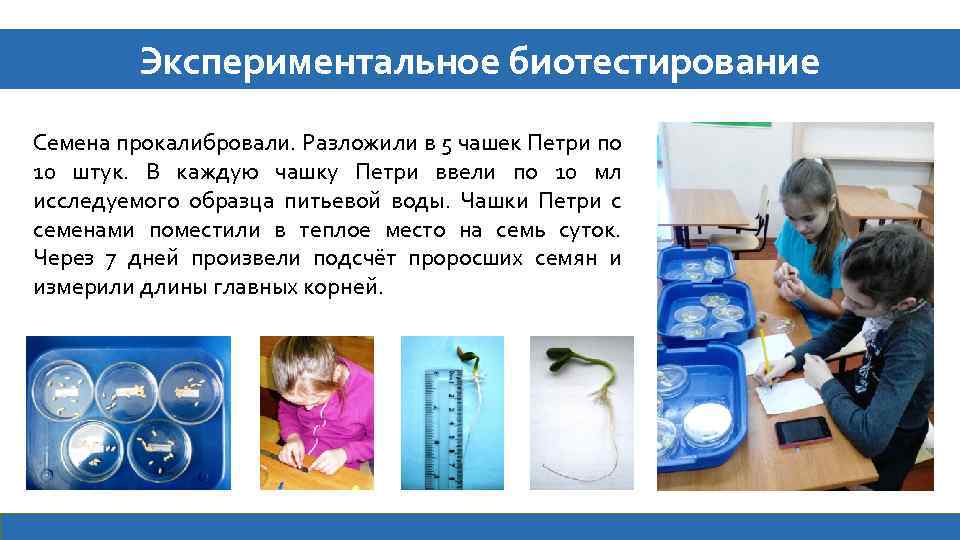 Экспериментальное биотестирование Семена прокалибровали. Разложили в 5 чашек Петри по 10 штук. В каждую