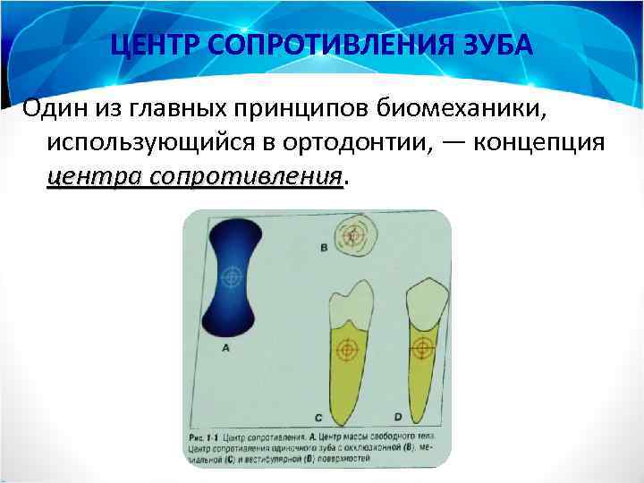 ЦЕНТР СОПРОТИВЛЕНИЯ ЗУБА Один из главных принципов биомеханики, использующийся в ортодонтии, — концепция центра