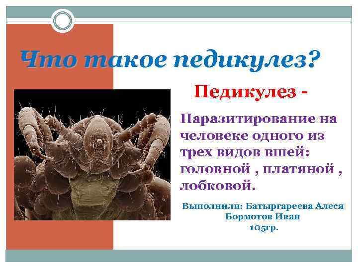 Что такое педикулез? Педикулез - Паразитирование на человеке одного из трех видов вшей: головной