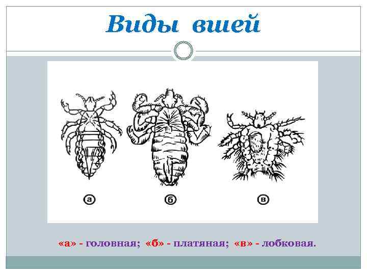 Виды вшей «а» - головная; «б» - платяная; «в» - лобковая. 