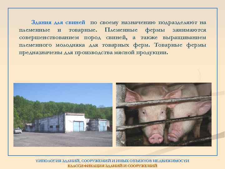 Здания для свиней по своему назначению подразделяют на племенные и товарные. Племенные фермы занимаются
